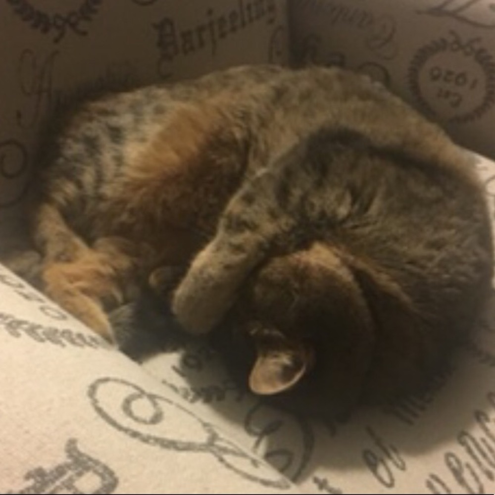 Meet your Posher, Mason